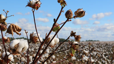 Warum Sie sich für Bio-Baumwolle anstelle von normaler Baumwolle entscheiden sollten