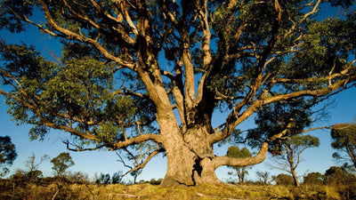 Eukalyptus und Buchenholz: Vom Baum zur Sportbekleidung